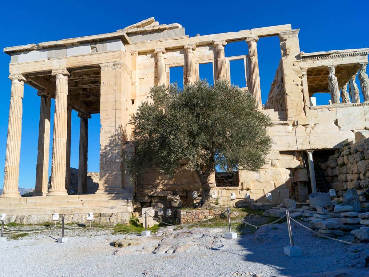 The olive tree next to the Erechtheion on Acropolis Hill